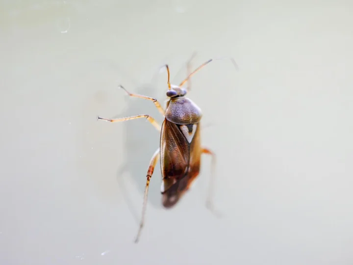 Zdjęcie przedstawia pluskwę w powiększeniu