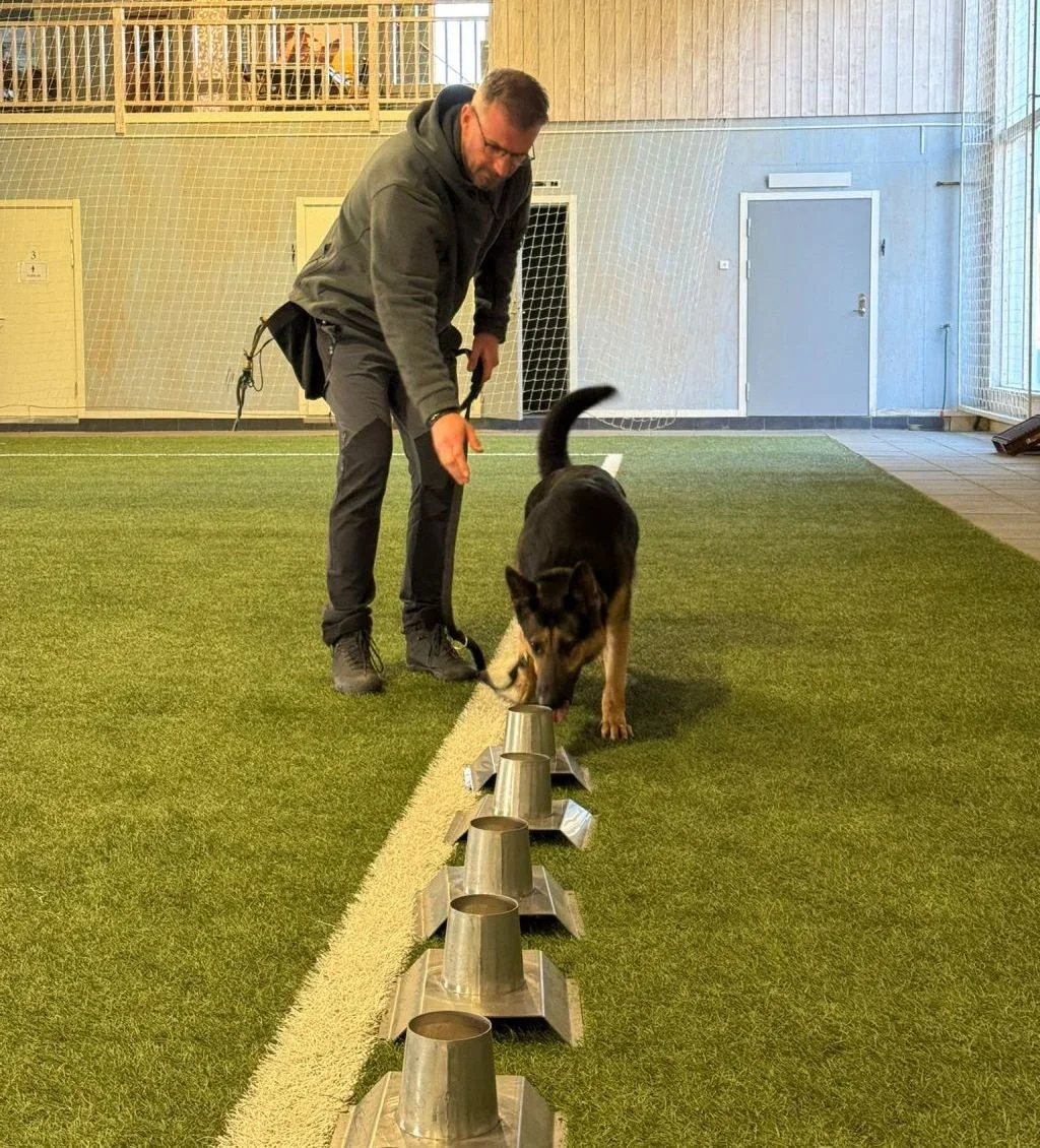 Mężczyzna z psem owczarkiem niemieckim pracuje przy metalowych pojemnikach ustawionych w rzędzie na sztucznej trawie w hali sportowej.
