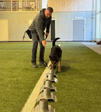 Mężczyzna z psem owczarkiem niemieckim pracuje przy metalowych pojemnikach ustawionych w rzędzie na sztucznej trawie w hali sportowej.